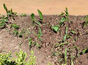 Weeding by Allan Roberts for Lineth B. in Washington, DC