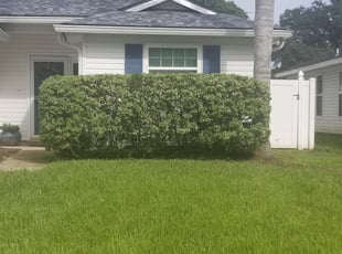 Bush Trimming by Andrew Alsobrook for Mark H. in Jacksonville, FL