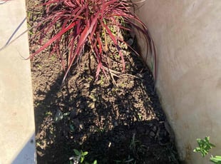 Weeding by George Islas for Ruben V. in Huntington Beach, CA