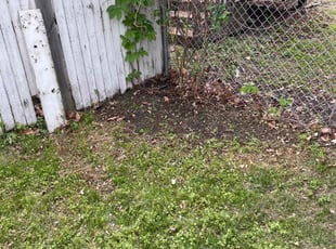 Leaf Removal by Jeffrey Kuss for Tim C. in Minneapolis, MN