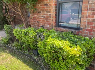 Bush Trimming by Lance Holtman for Brandon R. in Oklahoma City, OK