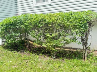 Bush Trimming by Carlos Portillo for Ms.Ransom R. in Fort Washington, MD