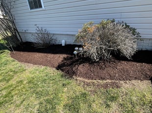 Mulching by Fidel Rodriguez for Brian D. in Alexandria, VA
