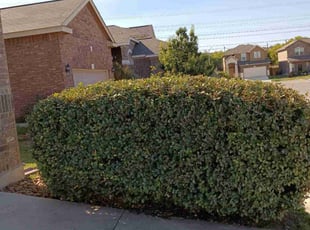 Bush Trimming by Mark Carrizales for Stephanie L. in San Antonio, TX