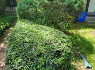 Bush Trimming by Edwin Villagran for Joan T. in Gaithersburg, MD