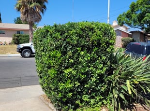 Bush Trimming by Keith Dalke for Kirsten C. in San Diego, CA