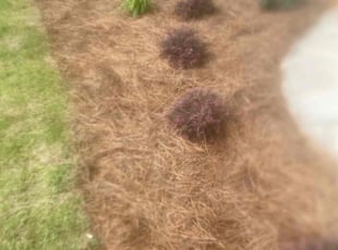 Weeding by Ronald Jones for Praveen H. in Indian Land, SC