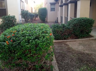 Bush Trimming by Chris Wayne for Jordan B. in Surprise, AZ