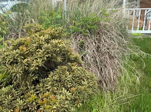 Bush Trimming by Bessy DurΓ³n for Morgan W. in Sterling, VA