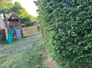 Bush Trimming by Javante Davis for Anthony G. in Lexington, KY