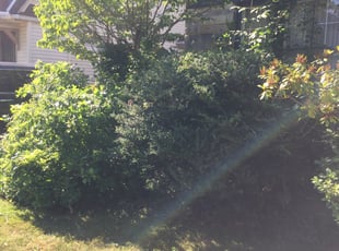 Bush Trimming by Demetrius Bennett Jr for Najah M. in Cleveland Heights, OH