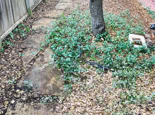 Leaf Removal by Chaes Pate for Shane W. in San Antonio, TX