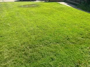 Alexia L.'s Lawn Care service result