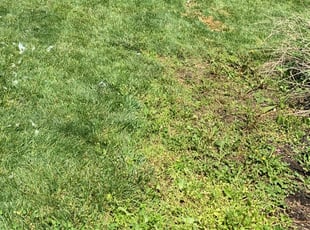 Landscaping by Luke Neal for Adam G. in Columbus, OH