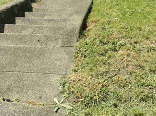 Evelina C.'s Lawn Care service result