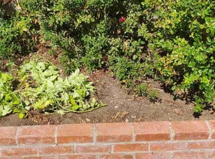 Weeding by Chris Hawk for Patrick K. in Phoenix, AZ