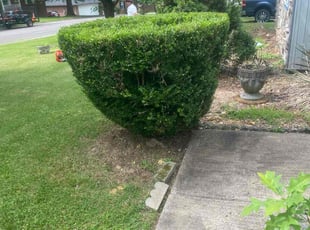 Bush Trimming by Irvin Lopez for Mark O. in Nashville, TN