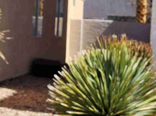 Bush Trimming by Lamont Johnson for Nick O. in Las Vegas, NV