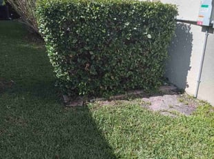 Bush Trimming by Jose Medina for Rafael D. in Davenport, FL