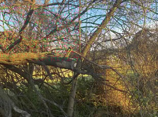 Bush Trimming by Dewayne Hopkins for Charles W. in Dundalk, MD