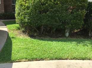 Bush Trimming by Oswaldo Hernandez for Ellen A. in Katy, TX