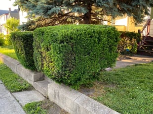 Bush Trimming by Rashaan Boyd for Ruquyiah R. in Cincinnati, OH