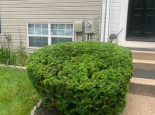 Bush Trimming by Scott Source for Lola H. in Randallstown, MD