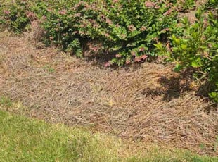 Weeding by Denise Santana for Sun K. in Cartersville, GA
