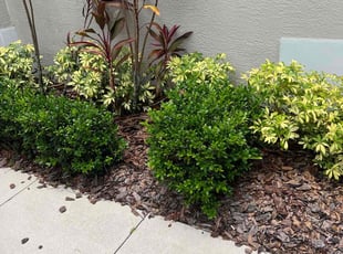 Weeding by Broderick Belvin for Mike H. in Lakewood Ranch, FL