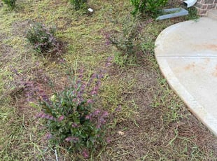 Weeding by Drake Archer for Maxine G. in Stockbridge, GA