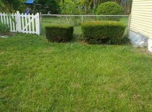 Bush Trimming by Scott Laver for Stephanie S. in Pickerington, OH