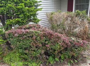 Bush Trimming by Gaven Planavsky for Saranya G. in Latham, NY