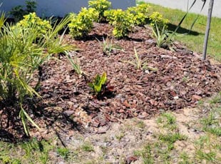 Landscaping by Carlos Martinez for Katelyn R. in Davenport, FL