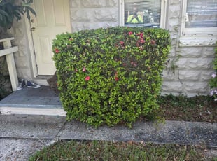 Bush Trimming by Bennett Handy for Jeremy H. in Orlando, FL