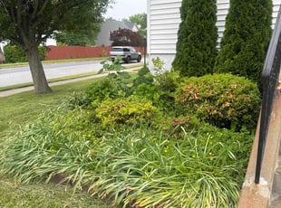 Weeding by Teresa Thompson for Matthew S. in Perry Hall, MD