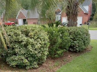 Bush Trimming by Wes Carroll for Schellie W. in Summerville, SC