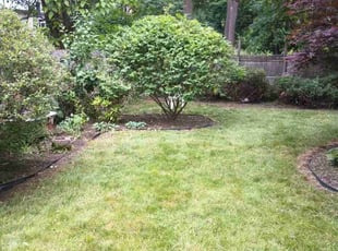 Weeding by Luis Rosa for Talia M. in Rochester, NY
