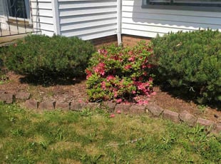 Bush Trimming by Richard Vonderau for Bob K. in Parma Heights, OH