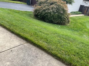 Bush Trimming by Alesandre Duarte for Stephanie H. in Ashburn, VA