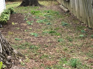 Leaf Removal by Carlos Alba for Rich N. in Falls Church, VA