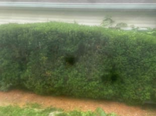 Bush Trimming by James Foster for Khalia H. in Pontiac, MI