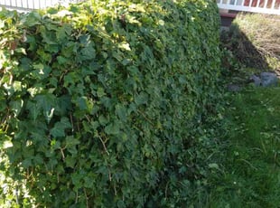 Bush Trimming by Socrates Cruz Garcรญa for Kevin H. in Tacoma, WA