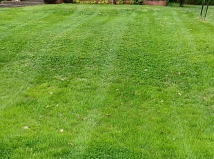 Leaf Removal by Tevin Marlow for Martha R. in Louisville, KY