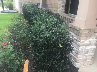Bush Trimming by Carlos Tello for Chris B. in Manvel, TX