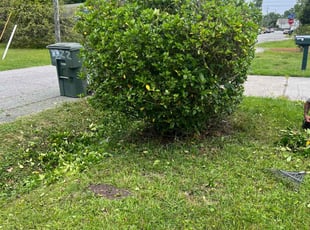 Bush Trimming by Valera Swearngin for Dolores M. in Norfolk, VA