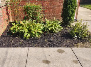 Bush Trimming by Allan Roberts for Deb M. in Bethesda, MD
