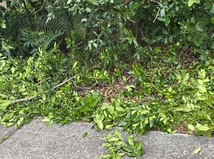 Bush Trimming by Amanda Carter for Jeanne H. in Apex, NC