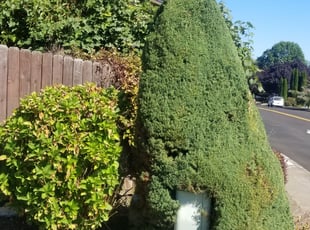 Bush Trimming by J P for Judy B. in Vancouver, WA