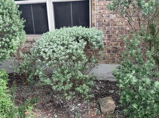 Bush Trimming by Marcus Ward for Jose M. in New Braunfels, TX