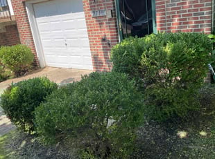 Bush Trimming by David Featherstone for Andrivia M. in Springdale, MD
